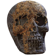 skull-moss-covered-with-jaw