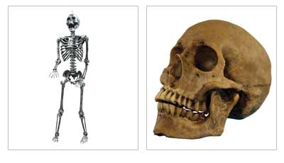 Halloween Skeletons & Skull Props