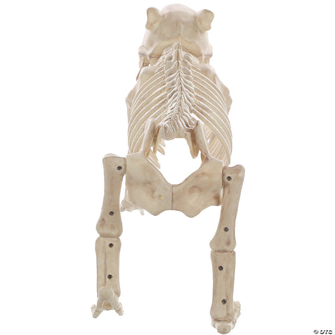 Skeleton Bones The Dog Prop | Horror-Shop.com