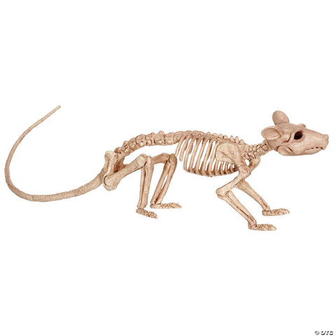 Rat Skeleton