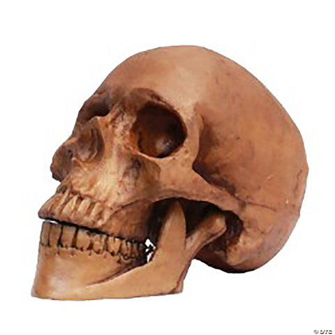 Skull Resin Cranium