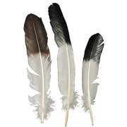 eagle-tip-feather