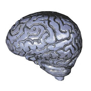 human-brain-gray