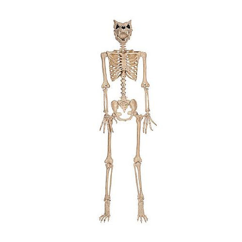 60" Werewolf Pose-N-Stay Skeleton