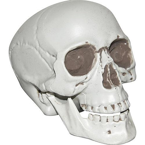 Skull With Movable Lower Jaw