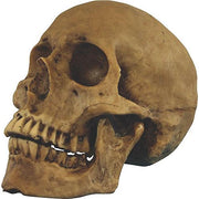 skull-resin-cranium